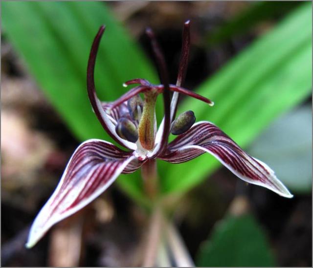 sm 402 Fetid Adders Tongue.jpg - Fetid Adders Tongue (Scoliopus bigelovii): This native is one of the first flowering plants to bloom after the rainy season.